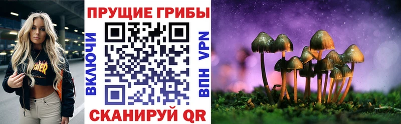 Галлюциногенные грибы Psilocybe Белозерск